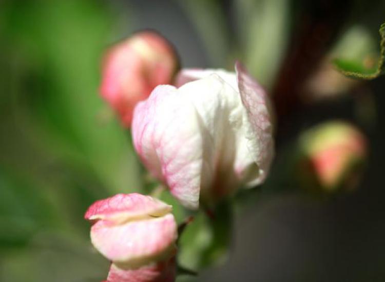 Beginn der Apfelblüte am Langeshof